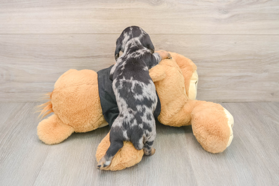 Dachshund Pup Being Cute