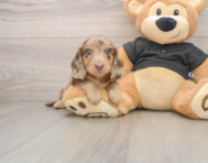 5 week old Dachshund Puppy For Sale - Simply Southern Pups