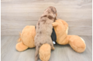 Dachshund Pup Being Cute