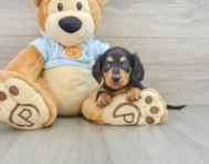 5 week old Dachshund Puppy For Sale - Simply Southern Pups