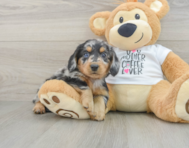 5 week old Dachshund Puppy For Sale - Simply Southern Pups