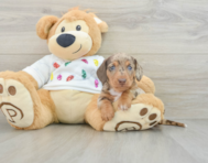 5 week old Dachshund Puppy For Sale - Simply Southern Pups