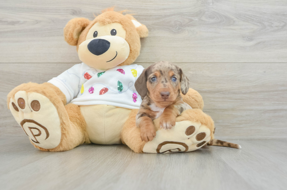 6 week old Dachshund Puppy For Sale - Simply Southern Pups