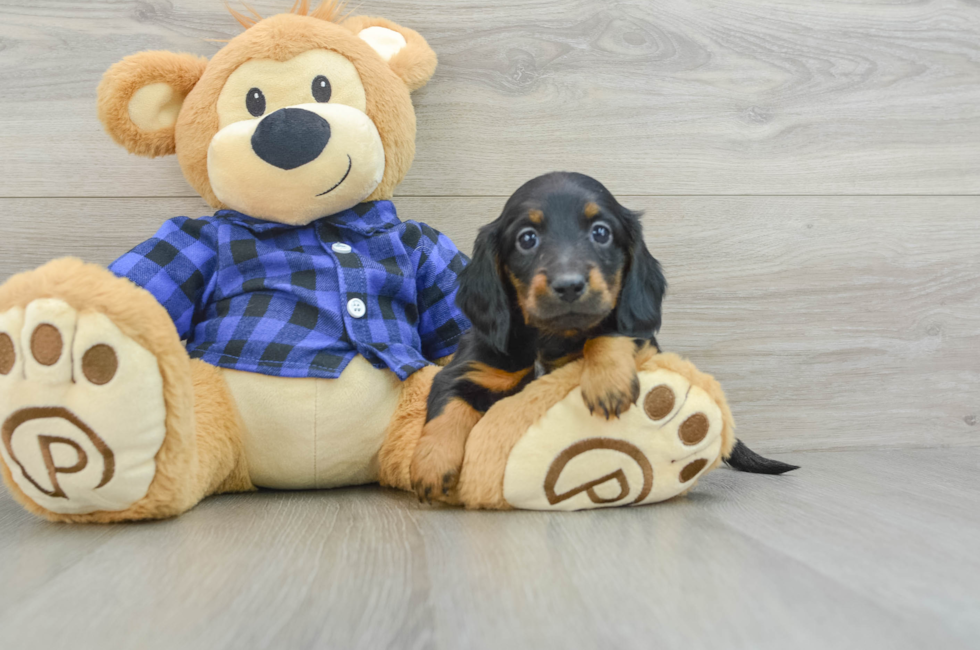 8 week old Dachshund Puppy For Sale - Simply Southern Pups