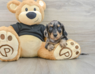 6 week old Dachshund Puppy For Sale - Simply Southern Pups