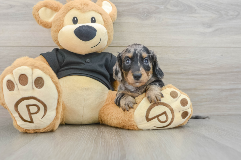 10 week old Dachshund Puppy For Sale - Simply Southern Pups