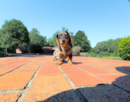 10 week old Dachshund Puppy For Sale - Simply Southern Pups