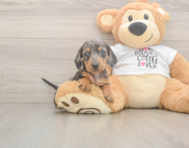 5 week old Dachshund Puppy For Sale - Simply Southern Pups