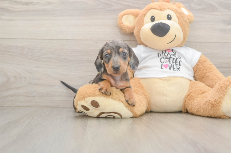 5 week old Dachshund Puppy For Sale - Simply Southern Pups
