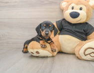 7 week old Dachshund Puppy For Sale - Simply Southern Pups
