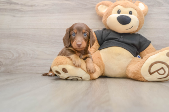 Dachshund Pup Being Cute