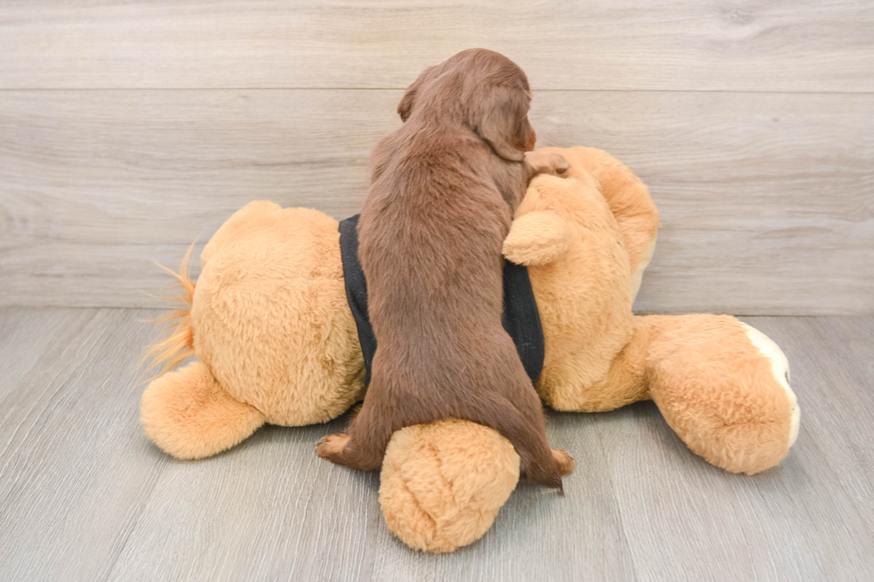 Dachshund Pup Being Cute
