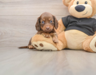 5 week old Dachshund Puppy For Sale - Simply Southern Pups