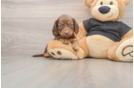Cute Dachshund Purebred Pup