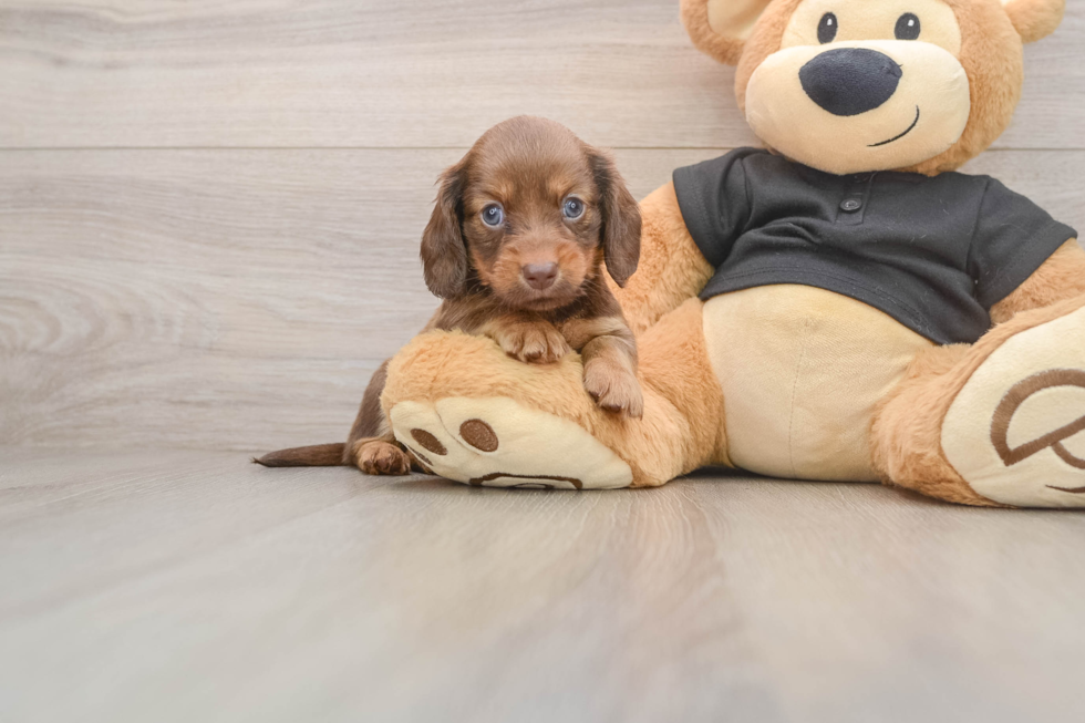 Cute Dachshund Purebred Pup