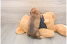 Cute Doxie Purebred Puppy