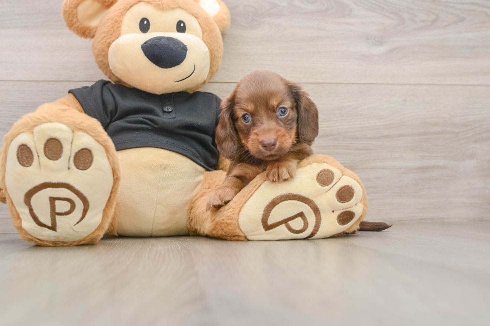 Cute Dachshund Baby
