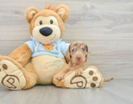 6 week old Dachshund Puppy For Sale - Simply Southern Pups