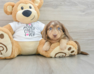 5 week old Dachshund Puppy For Sale - Simply Southern Pups