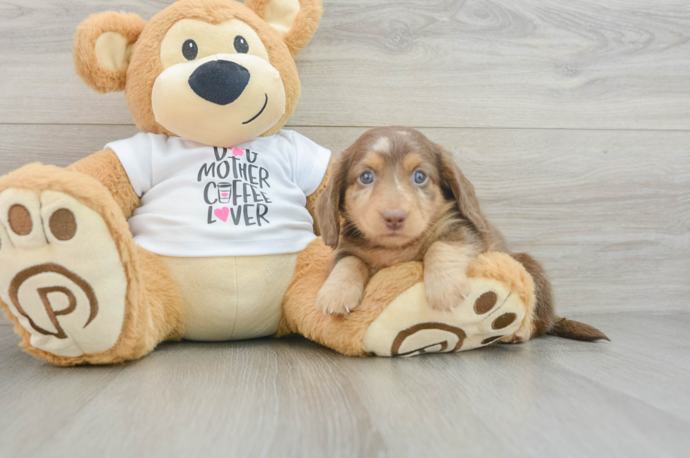 5 week old Dachshund Puppy For Sale - Simply Southern Pups