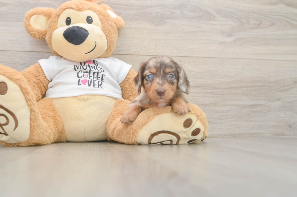 5 week old Dachshund Puppy For Sale - Simply Southern Pups