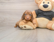 5 week old Dachshund Puppy For Sale - Simply Southern Pups