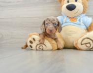 5 week old Dachshund Puppy For Sale - Simply Southern Pups