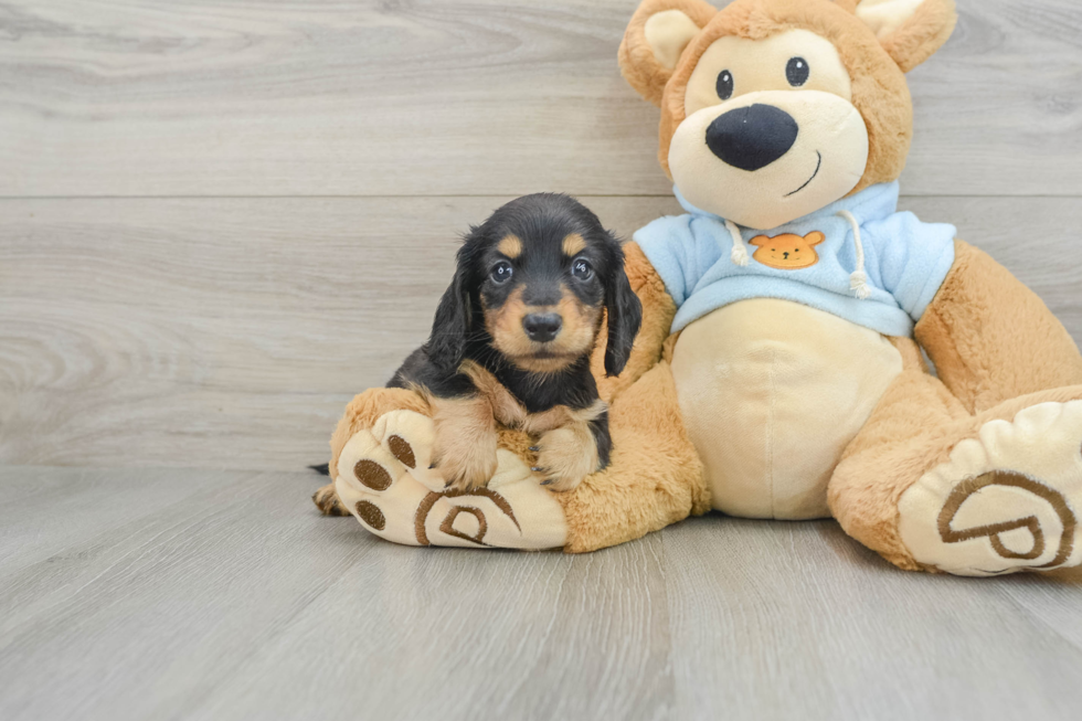 Dachshund Puppy for Adoption