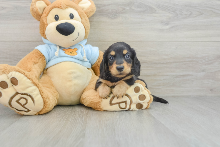 Best Dachshund Baby