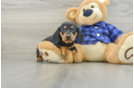 Cute Dachshund Purebred Pup