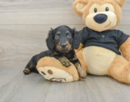 6 week old Dachshund Puppy For Sale - Simply Southern Pups