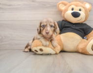 5 week old Dachshund Puppy For Sale - Simply Southern Pups