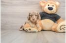 Dachshund Puppy for Adoption