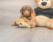 5 week old Dachshund Puppy For Sale - Simply Southern Pups