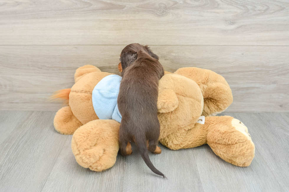 Cute Dachshund Baby