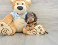 7 week old Dachshund Puppy For Sale - Simply Southern Pups