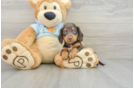 Cute Doxie Purebred Puppy