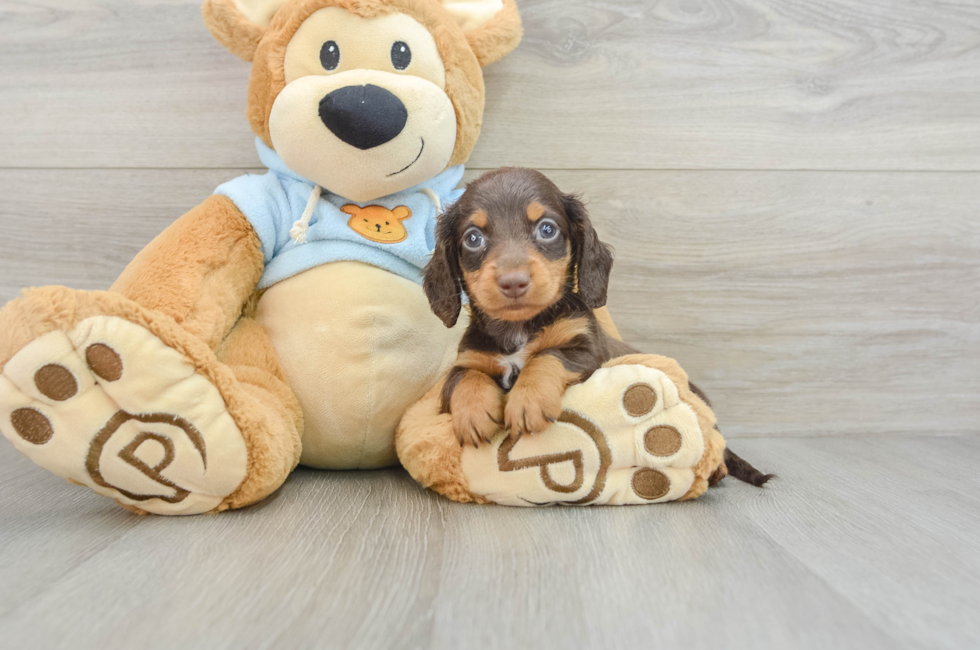 7 week old Dachshund Puppy For Sale - Simply Southern Pups