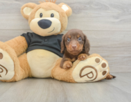 5 week old Dachshund Puppy For Sale - Simply Southern Pups