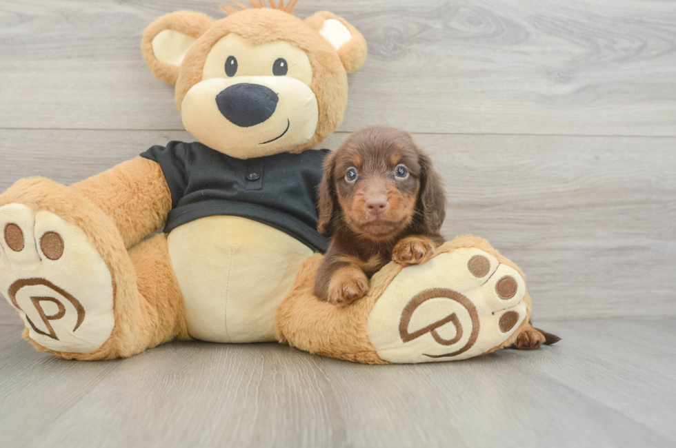 5 week old Dachshund Puppy For Sale - Simply Southern Pups