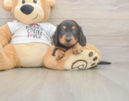 5 week old Dachshund Puppy For Sale - Simply Southern Pups