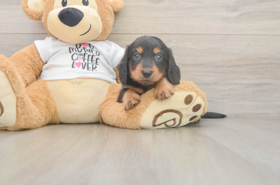 5 week old Dachshund Puppy For Sale - Simply Southern Pups