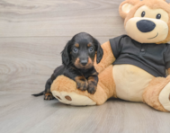 6 week old Dachshund Puppy For Sale - Simply Southern Pups