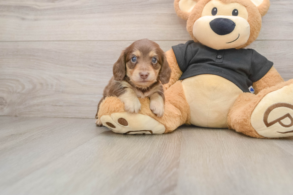 Dachshund Pup Being Cute