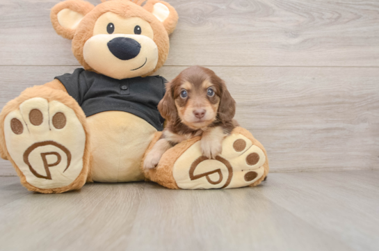 Best Dachshund Baby