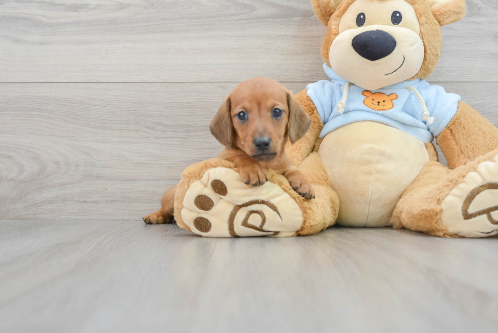 Cute Dachshund Purebred Pup