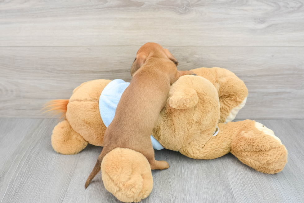 Best Dachshund Baby