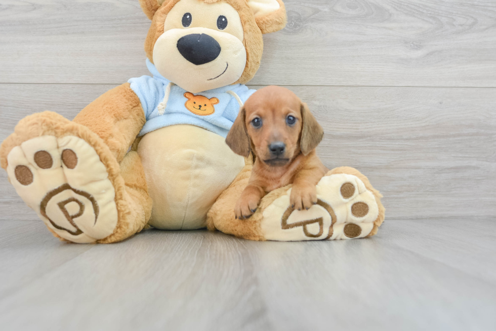 Dachshund Pup Being Cute