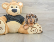 6 week old Dachshund Puppy For Sale - Simply Southern Pups