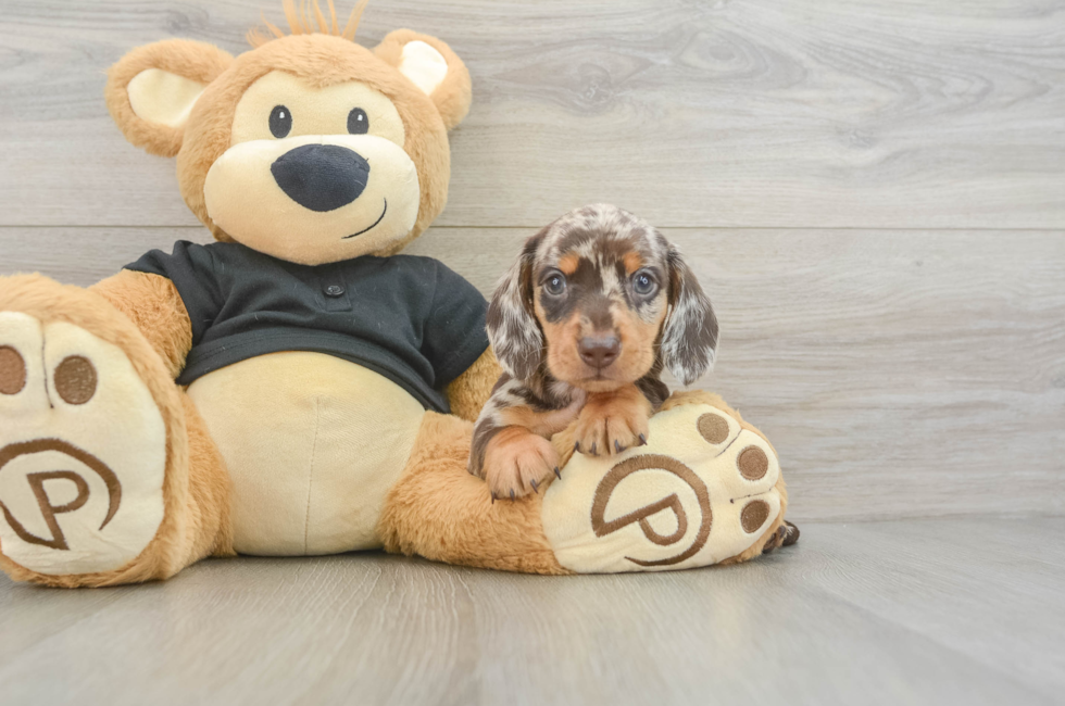 5 week old Dachshund Puppy For Sale - Simply Southern Pups
